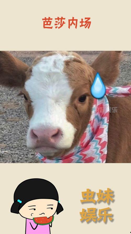 娱乐吃瓜酱贴纸,揭秘娱乐圈幕后故事